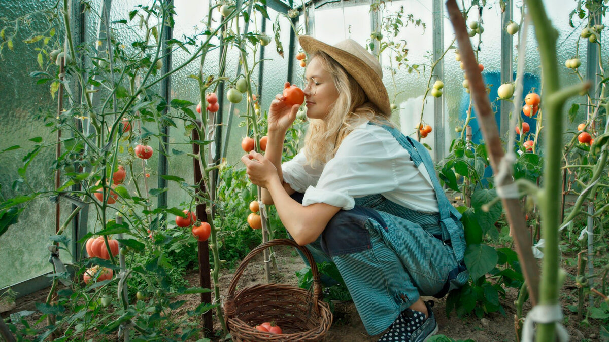 Полив теплицы своими руками.