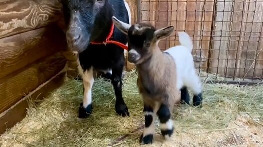    Пополнение в семействе карликовых козлят в Ленинградском зоопарке. Фото: скриншот видео Ленинградского зоопарка