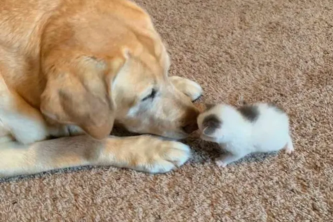 Морган переживала, что ее лабрадор не примет маленького котенка