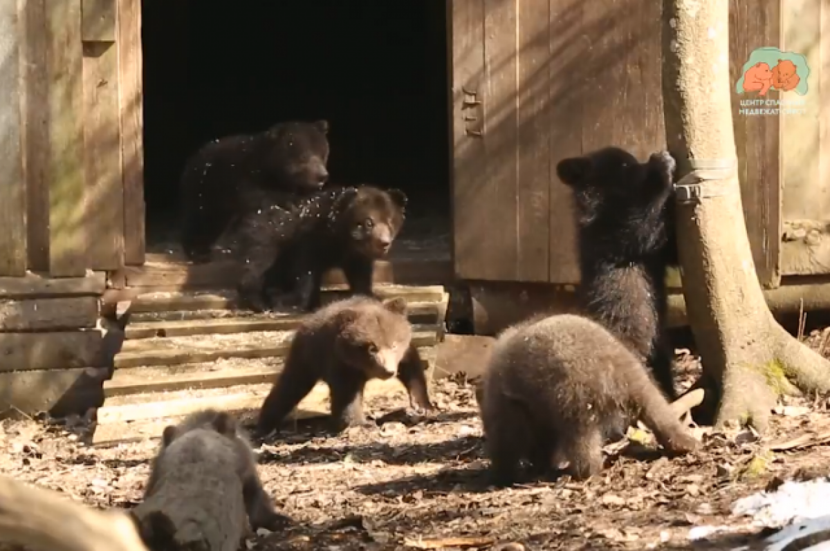    В Тверской области сняли на видео играющих медвежат