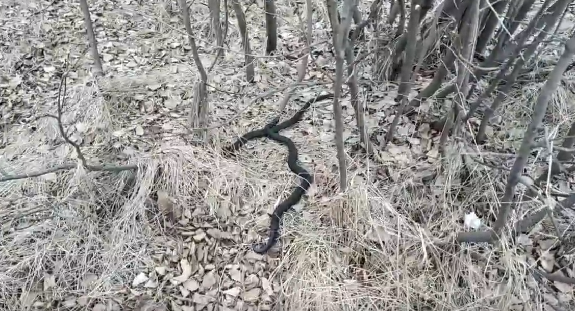 Лесной змеи 2