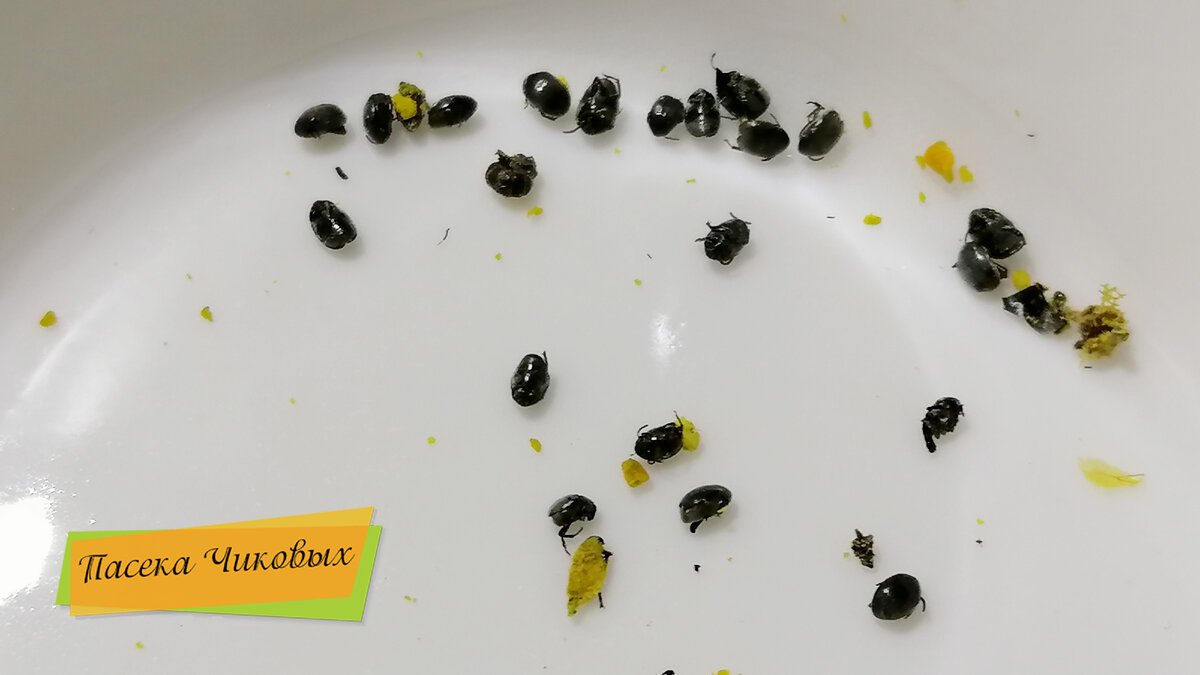 После сортировки пыльцы. Эти жучки размером даже меньше самой "Обножки".