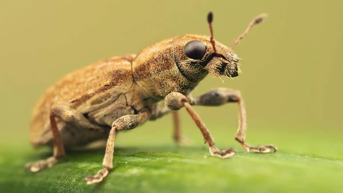 Фото:antiplankton.ru Калининградский Россельхозцентр призвал обследовать посевы на наличие клубенькового долгоносика.