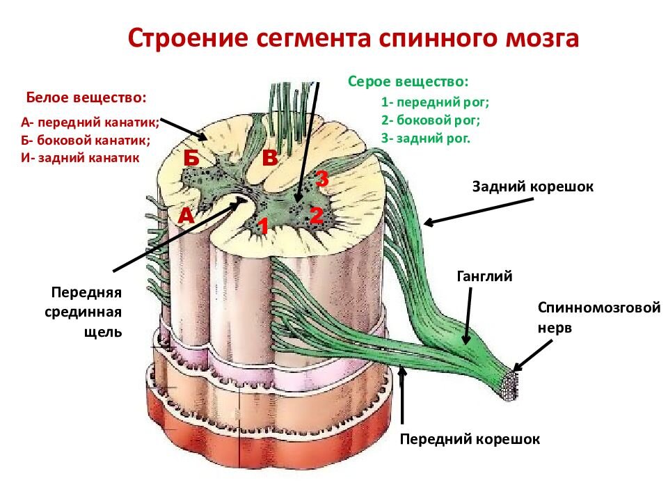 Рассмотрите рисунок 77 найдите спинномозговой канал центральный