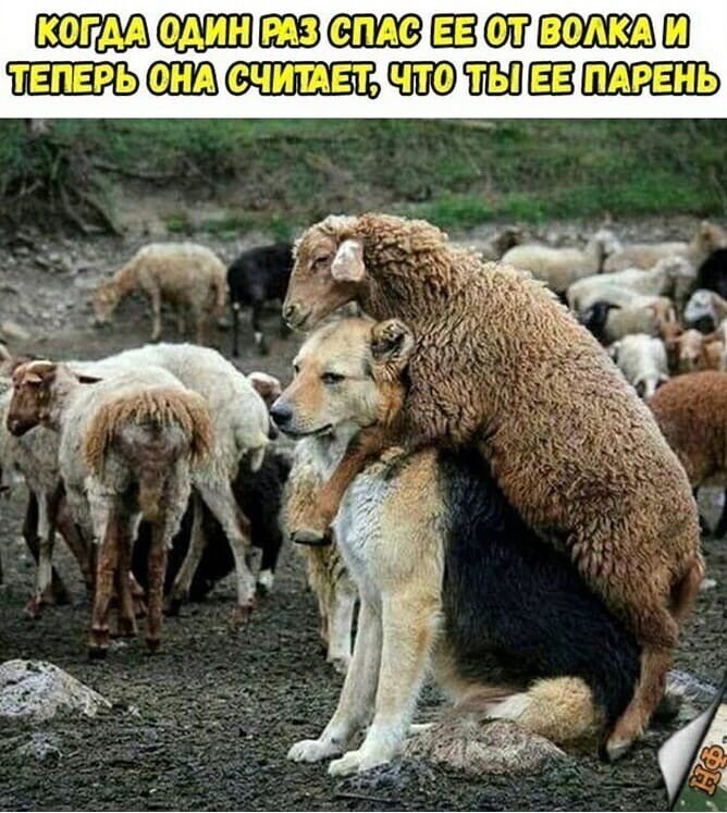 Но стоило один раз овцу. Стоило один раз овцу. Но стоило один раз овцу. Овца мем. И овцы целы и волки сыты пословица.