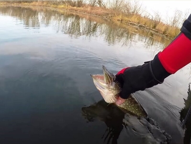 Весенняя щука