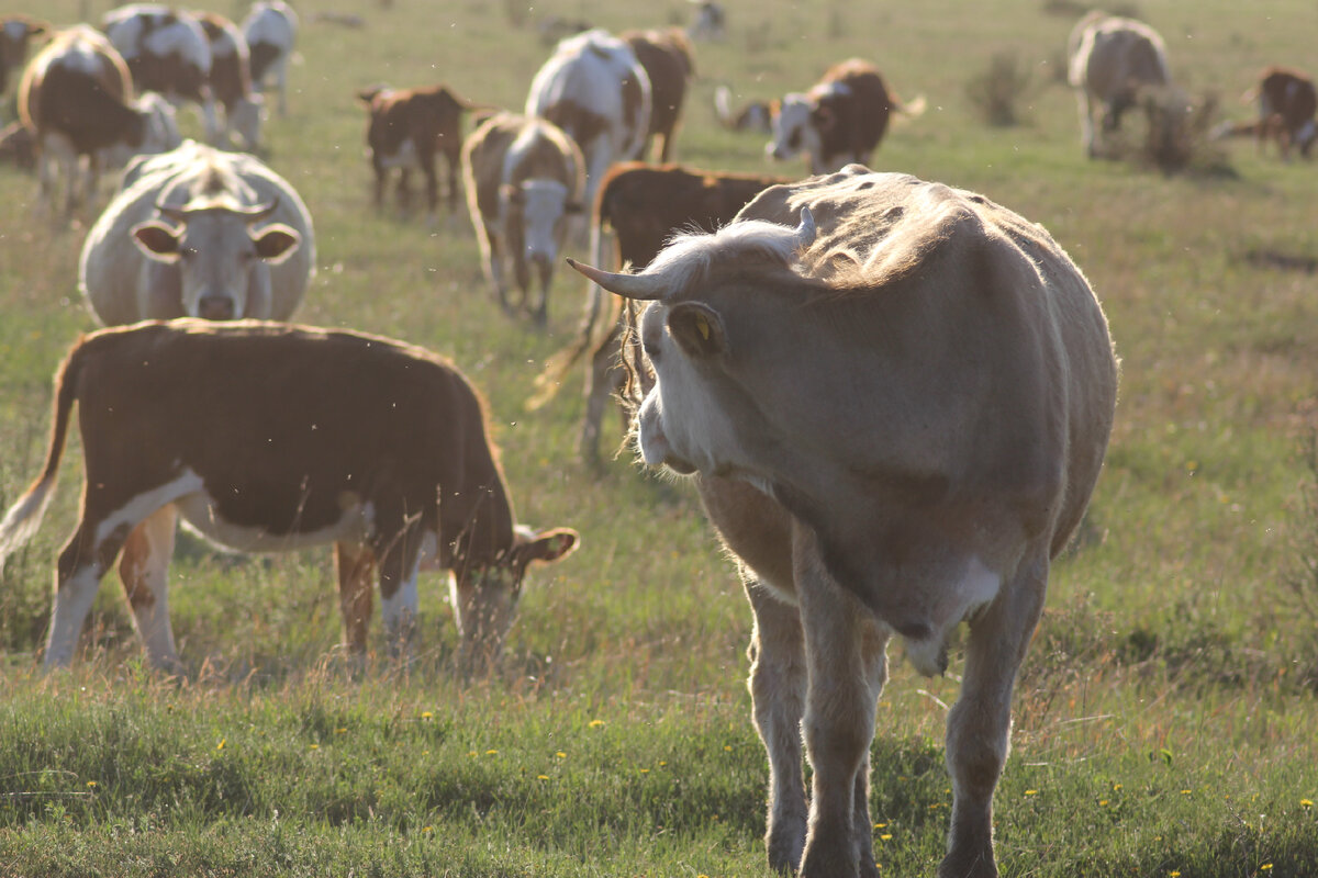 Её животновода увела коза.