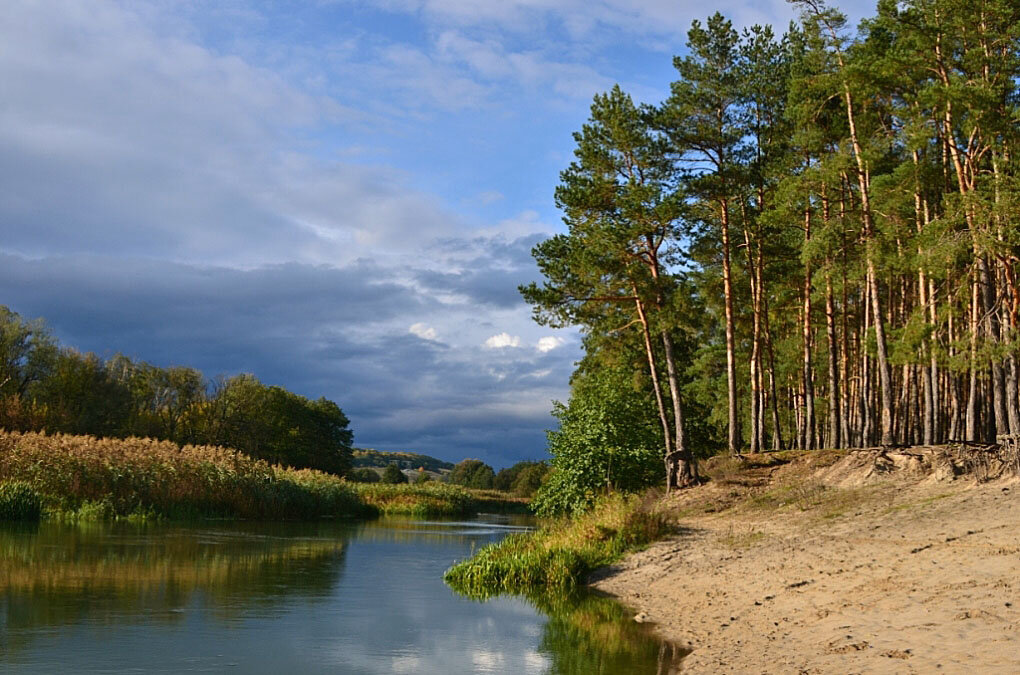 Берег реки в лесу