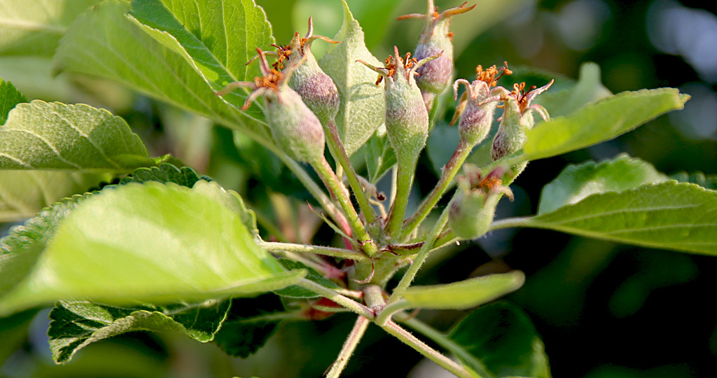 💓Подкормка для яблонь после цветения: плоды будут больше, а урожайность выше