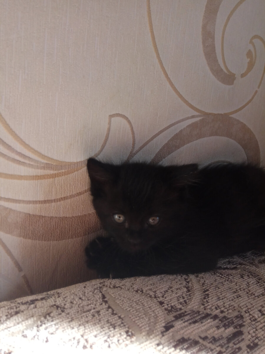 "Бегемот" в раннем детстве