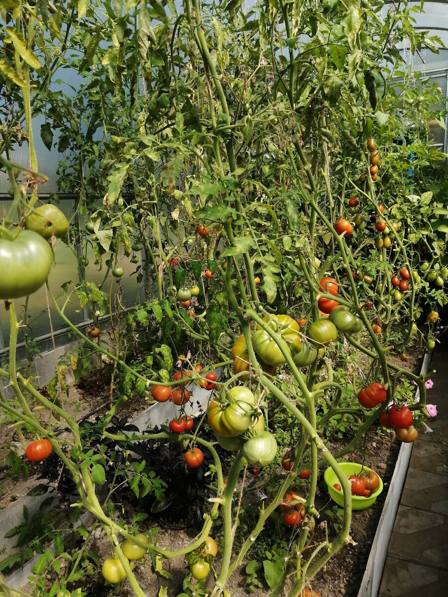 Всегда с помидорами! Секреты хорошего урожая. Высадка томатов. | Татьяна  Семёнова ОрхоголичкаTV | Дзен