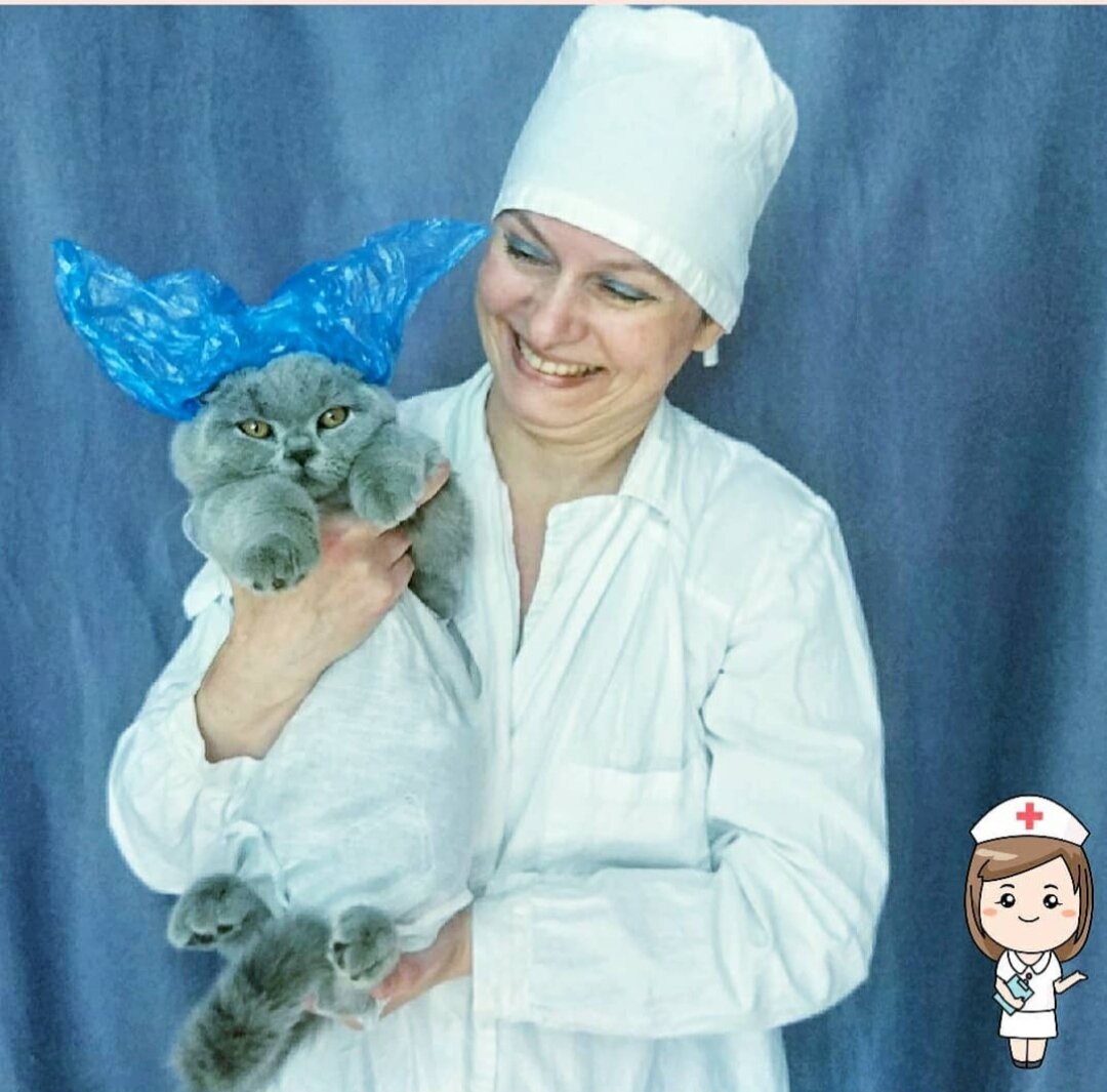 Я заводчик британских кошек с голубым британским котиком