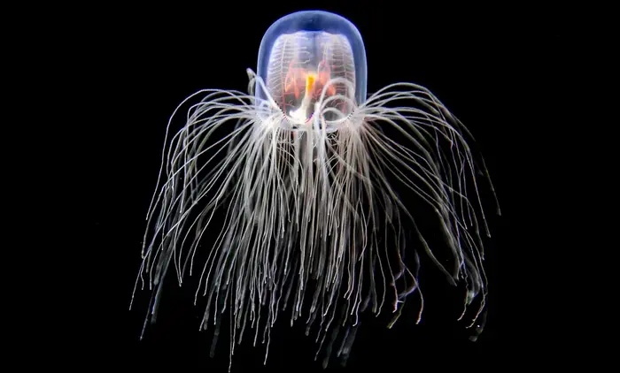 Как медуза Turritopsis dohrnii способна жить вечно? Обычно жизненный путь животных представляет собой последовательность: рождение, рост, развитие, созревание, старение и смерть. Однако крошечная медуза Turritopsis dohrnii длиной всего лишь 4.5 мм пренебрегает этими закономерностями.

Когда взрослый экземпляр решает, что его жизнь становится утомительной, он просто… преобразует себя обратно в молодой полип. Он снова созревает, размножается и затем возвращается в состояние независимой свободноплавающей медузы.