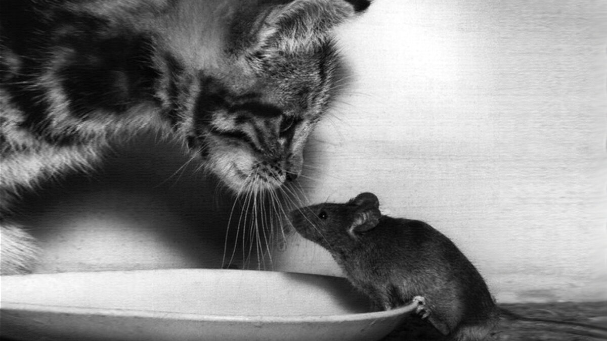 жираф дзен. анималс дзен рассказ. волки в иркутской области. анималс дзен рассказ. доверие демотиватор.