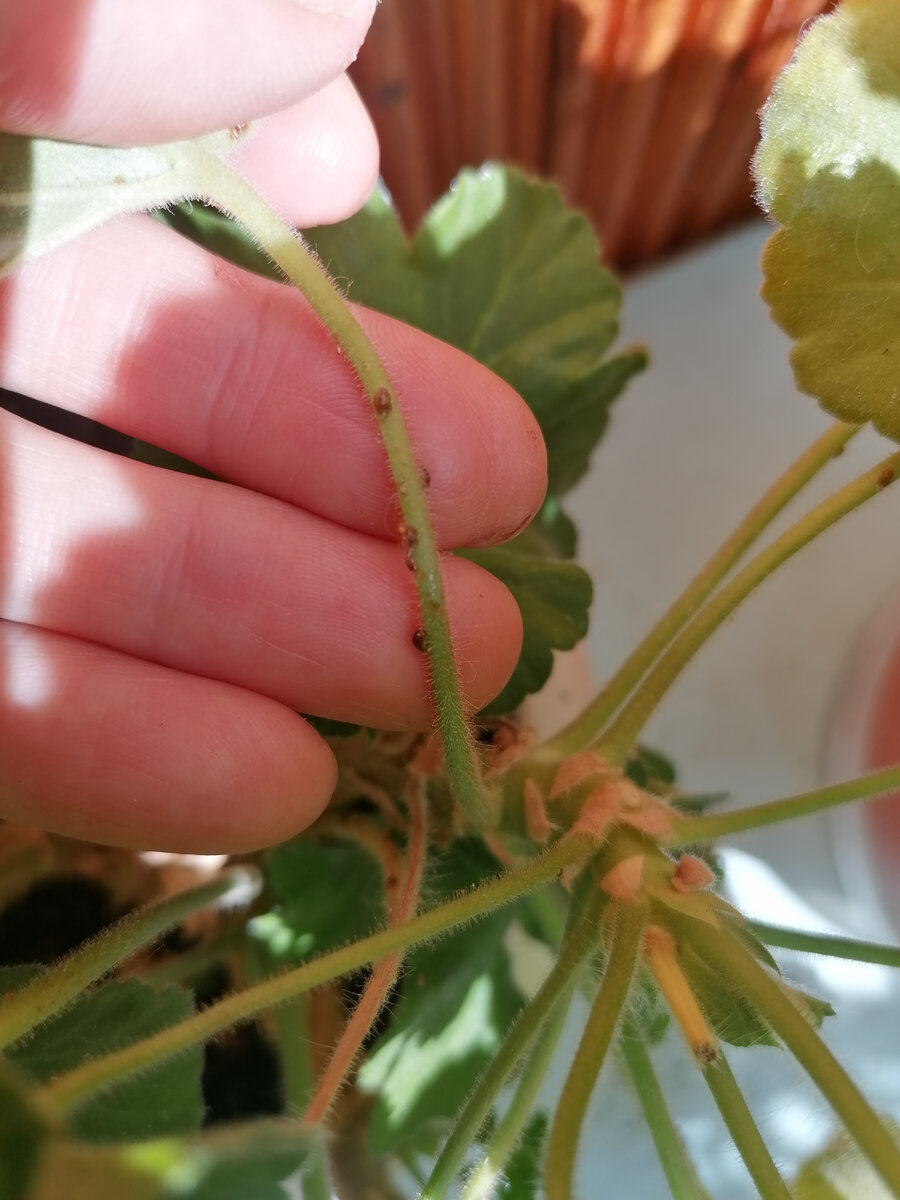 Мелкие и чёрные. Сперва решила, что это и не они вовсе 