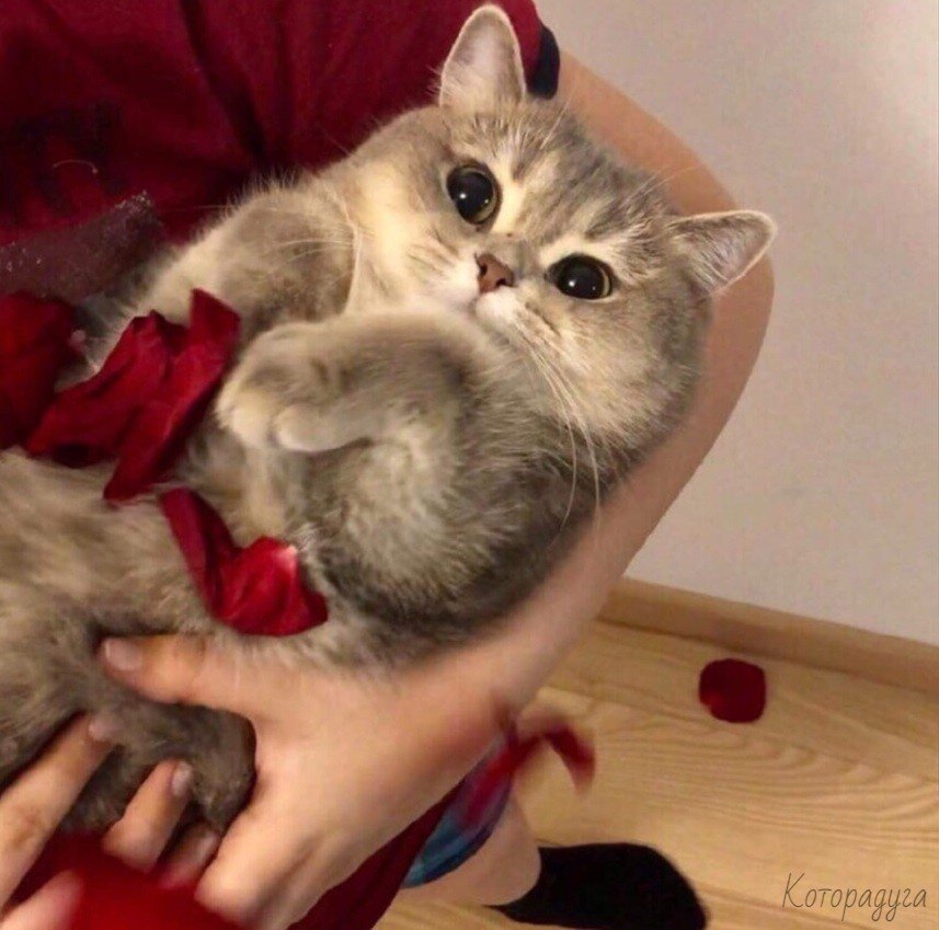 Источник: pinterest.com