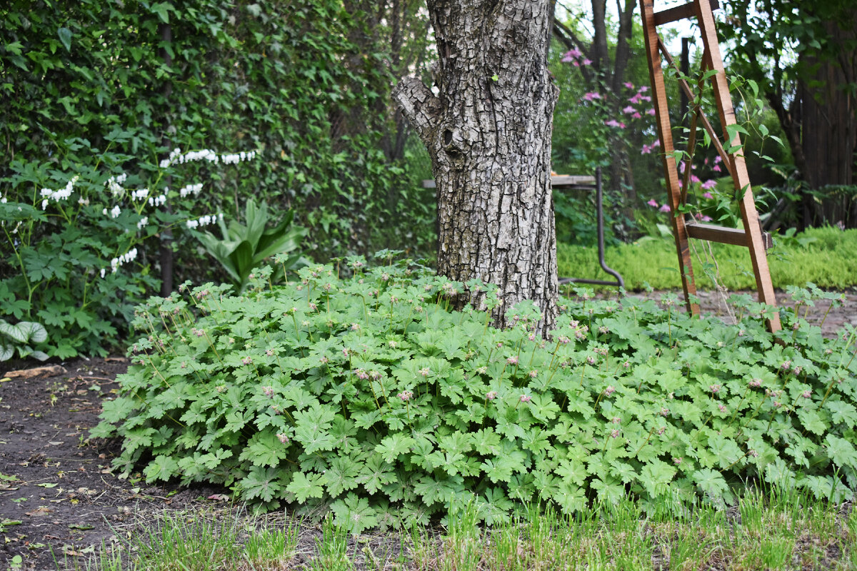 Гуляем в моем саду 15.05 | Сад в Ростове-на-Дону | Дзен