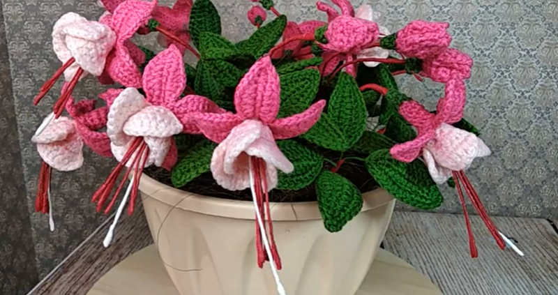 Фуксия крючком. Источник: Скриншот из видео