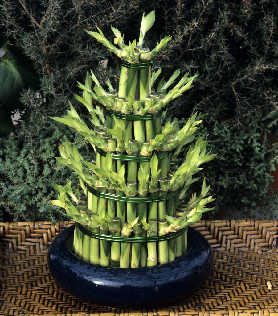    Бамбук счастья, или драцена Сандера — распространенное растение, хотя ничего общего с бамбуками не имеет.-2