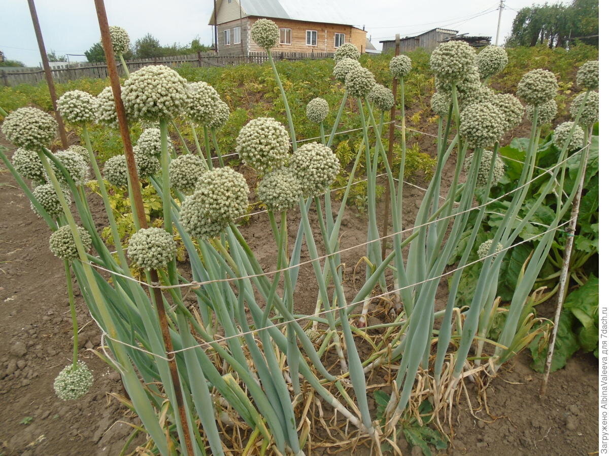 Лук чернушка картинка