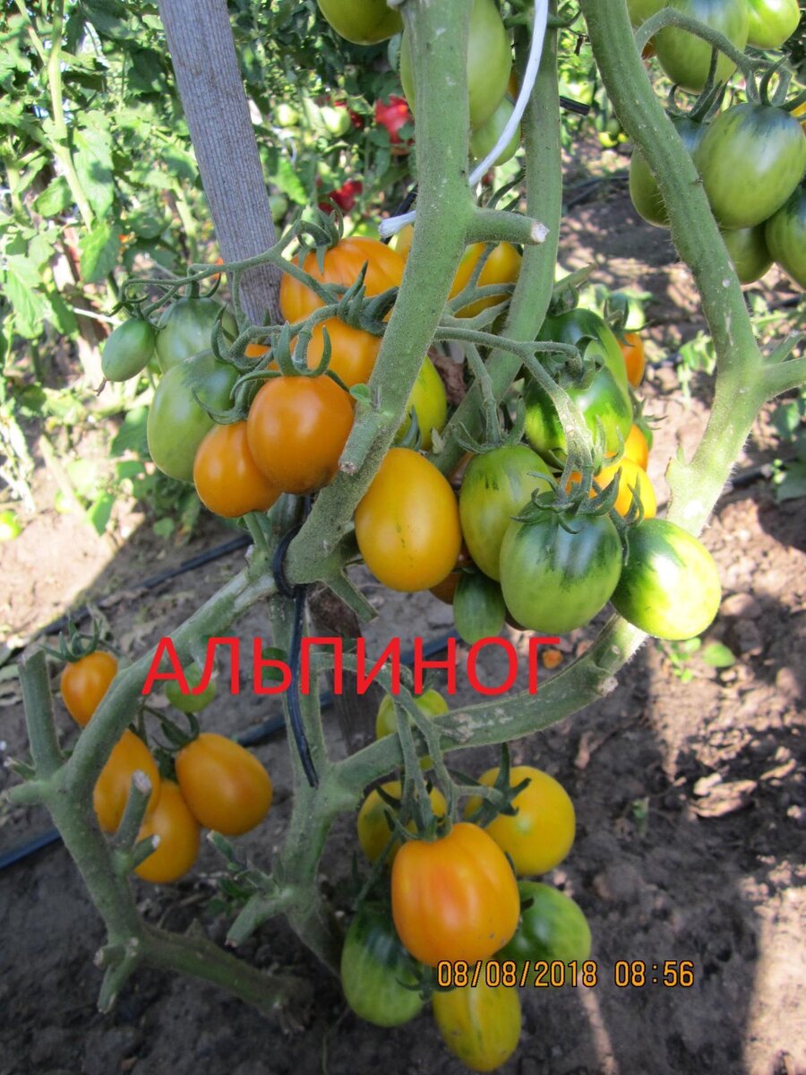 Альпиног. Томат высотой 1,5 м, вес 50 г, плоды плотные, вкусные, для цельного консервирования. Очень урожайный сорт. 