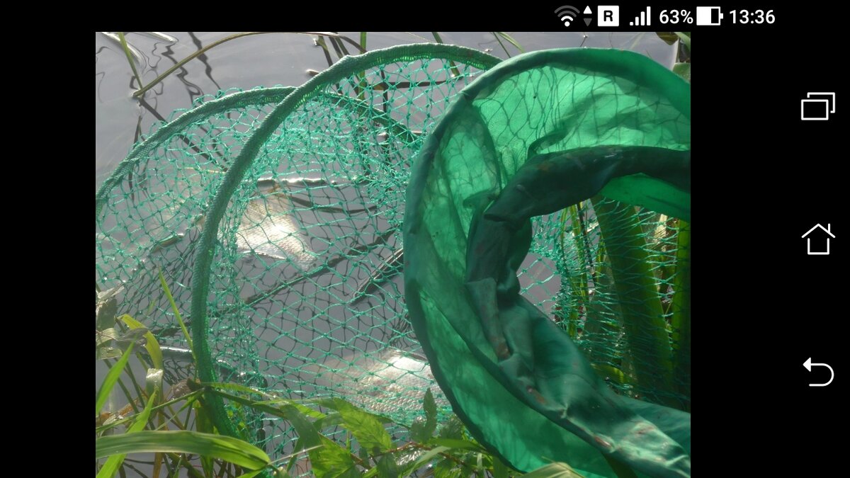 фото хранение рыбы садке, пакете