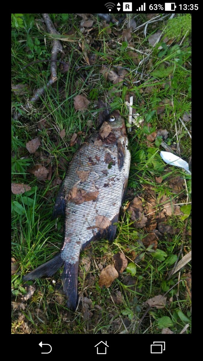 фото хранение рыбы садке, пакете