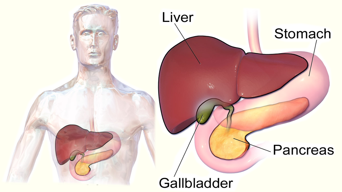 На основе Gallbladder, Liver, and Pancreas by BruceBlaus, CC BY 3.0