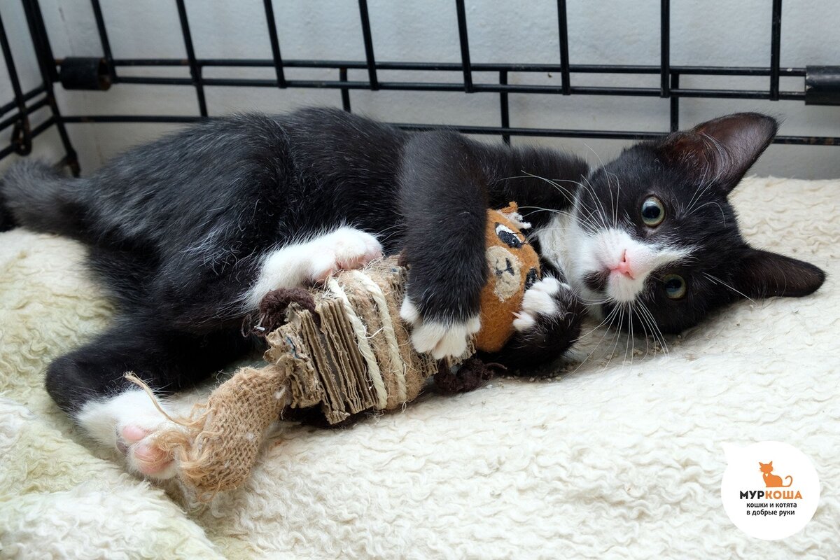 есть кошка и взяли котенка. подобрали котенка с улицы. настоящих котов маленьких. кот несет котенка за шкирку. что нельзя кошкам и почему.