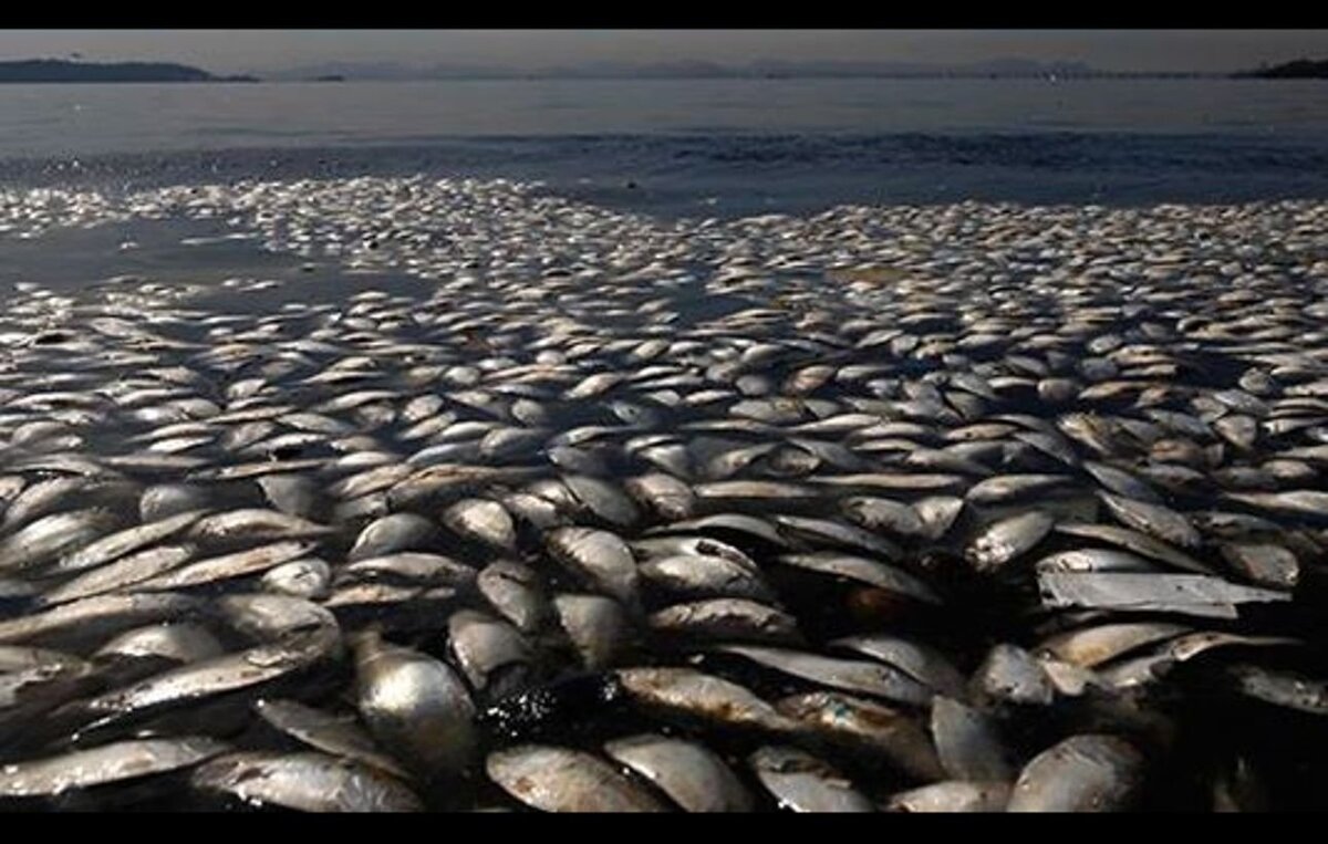 Гибнущее озеро. Вымирание рыб. Мор рыбы.