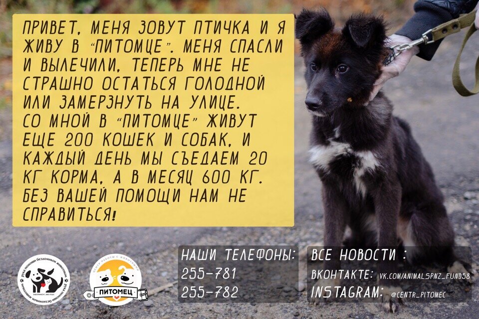 Всю неделю мы собираем средства на погашение аренды. Трата неприятная, но жизненно необходимая  иначе наши хвосты и усы останутся без крыши над головой. Допустить этого мы не можем, ведь несём ответственность за более 200х жизней и просим поддержать нас добрым рубриком в рамках #Неделя_доброго_рублика https://vk.com/wall-144115095_20606 по вашему желанию и возможностям!  
Кроме трат на аренду второй необходимой статьей идёт корм. Наша Птичка рассказывает, сколько корма съедается в Питомце его питомцами в месяц. Внушительная цифра, не правда ли? 

Вы всегда можете помочь нам самим кормом, приобрести данную марку можно на Титова 3, Пробаланс и передать лично в лапы нашим подопечным 

Рады каждому доброму рублику, слову и вашему вниманию, Команда Центра «Питомец»