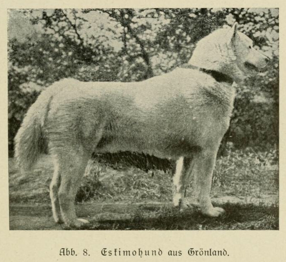 Гренландская собака