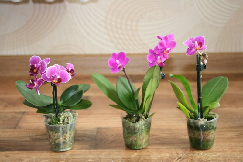 Секрет Выращивания Орхидей. Уход За Орхидеями Фаленопсис в Домашних Условиях. Полив Орхидей
