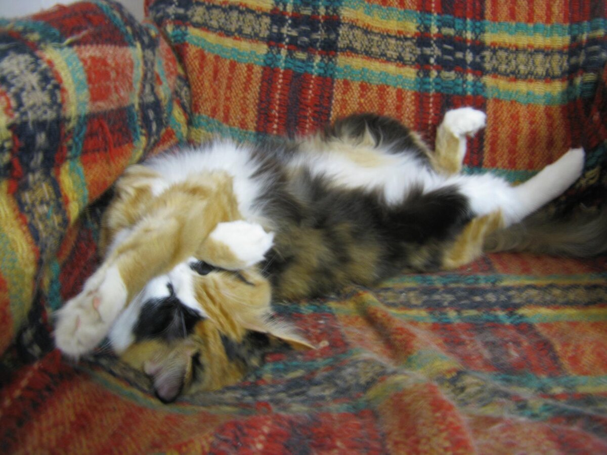 А вот Тася научилась у Ерошика спать кверху пузиком.