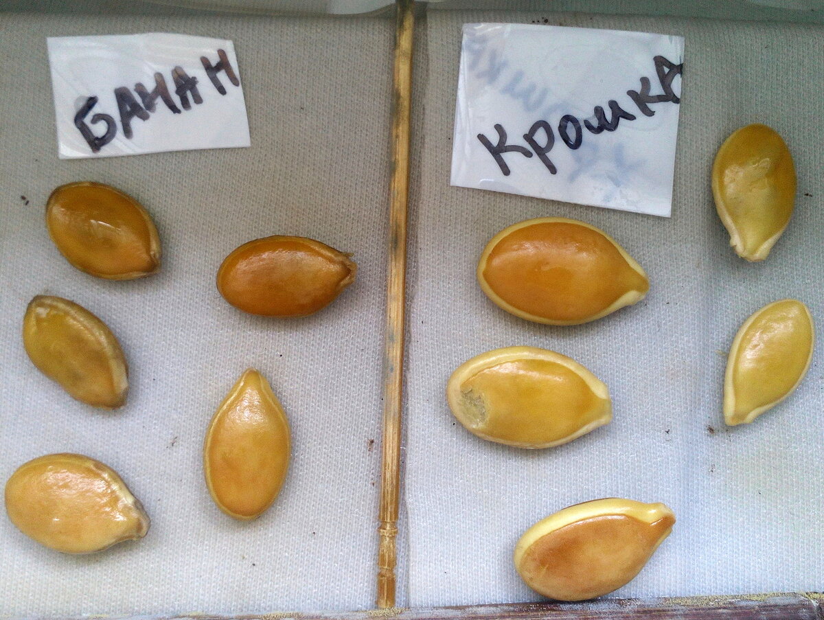 20.04.2016 Семечки проклёвывались медленно.