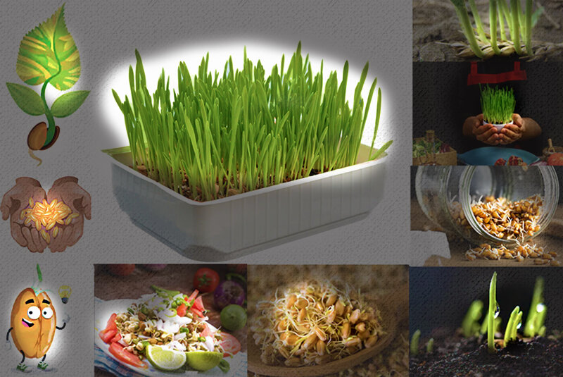 Исследователь поместил растения овса в герметичную освещенную. Опыт доказывающий необходимость углекислого газа для фотосинтеза. Проростки ячменя. Исследователь поместил растения овса в герметичную освещенную. Эксперименты с растениями.