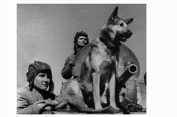 фотография из свободного доступа 