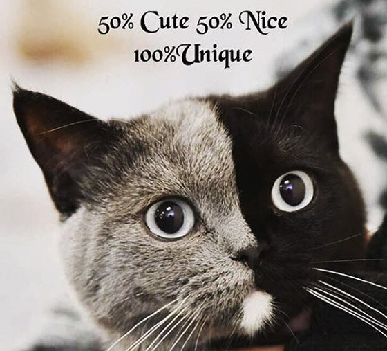 Фото: mypish.com