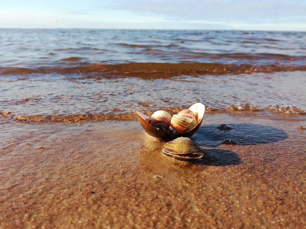 Берег Балтийского моря финский залив