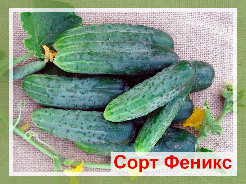 Какие огурцы для засолки хорошие сорта