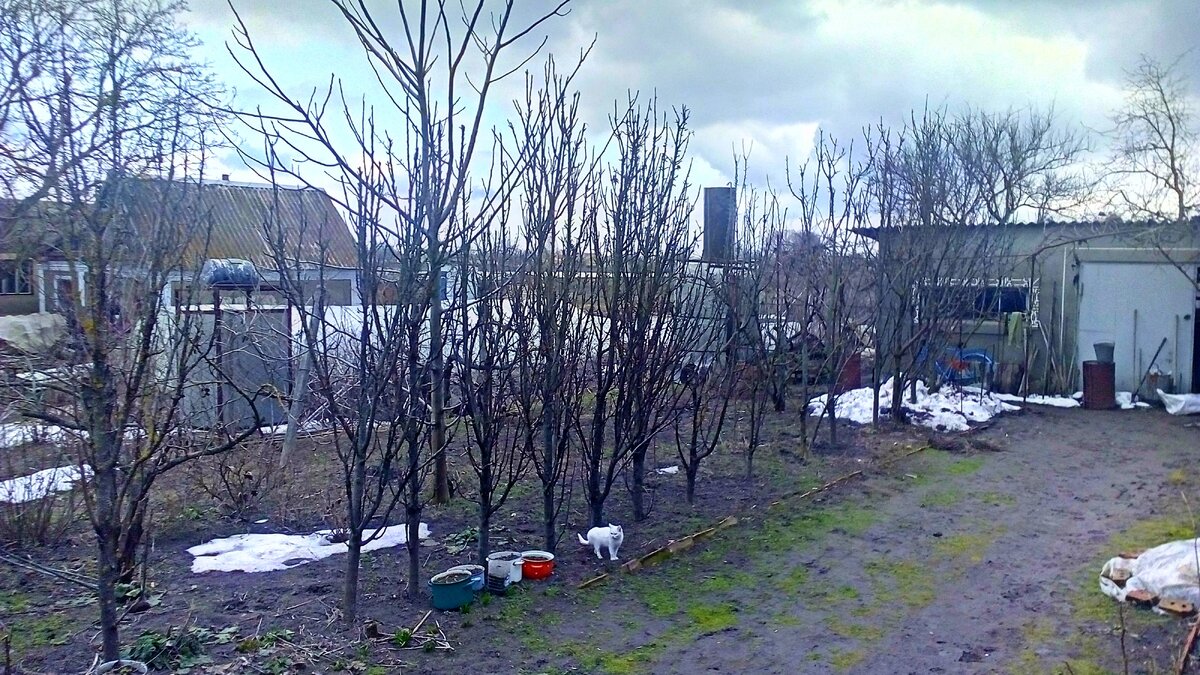 Вот тут у нас растет 5 мальв, прямо где кошка стоит, летом обязательно сфотографирую и покажу. В кастрюльках тоже растут цветы