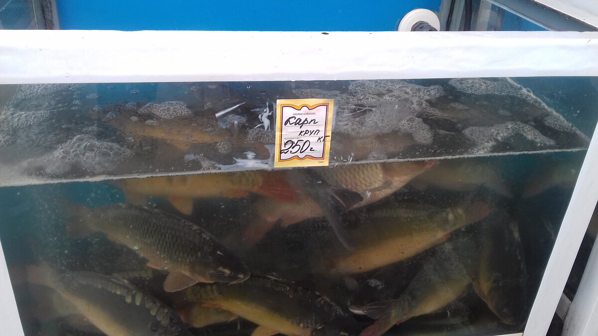 Живая рыба из частного форелевого хозяйства.