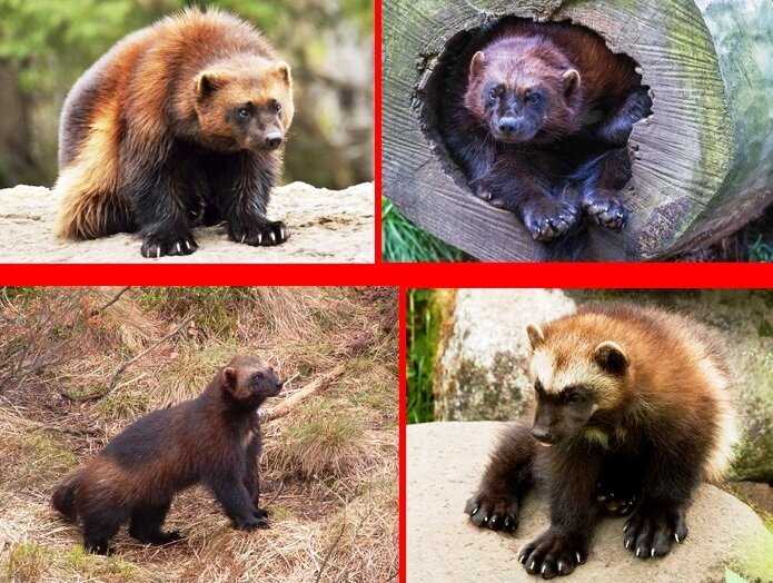 Иллюстрации с сайтов: 1) https://my-nurse.ru/oxota/rosomaxa-zhivotnoe-foto-rosomaxi ; 2) и 3) http://www.proxvost.info/animals/polar/rosomaha.php ; 4) https://avatars.mds.yandex.net/get-pdb/51720/753a74fa-2c46-4631-963c-17b3cf1bfea1/s600 