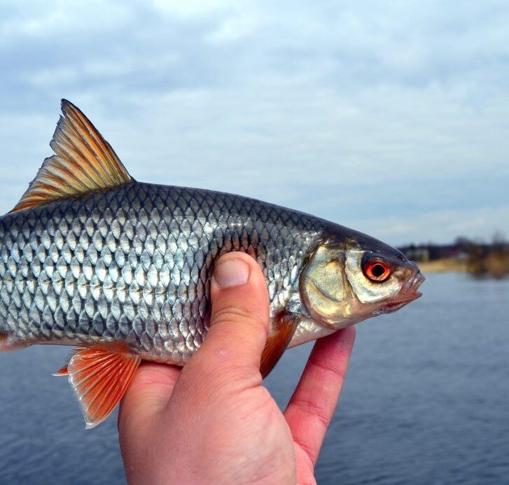 Красноглазка. Фото gdekluet.ru