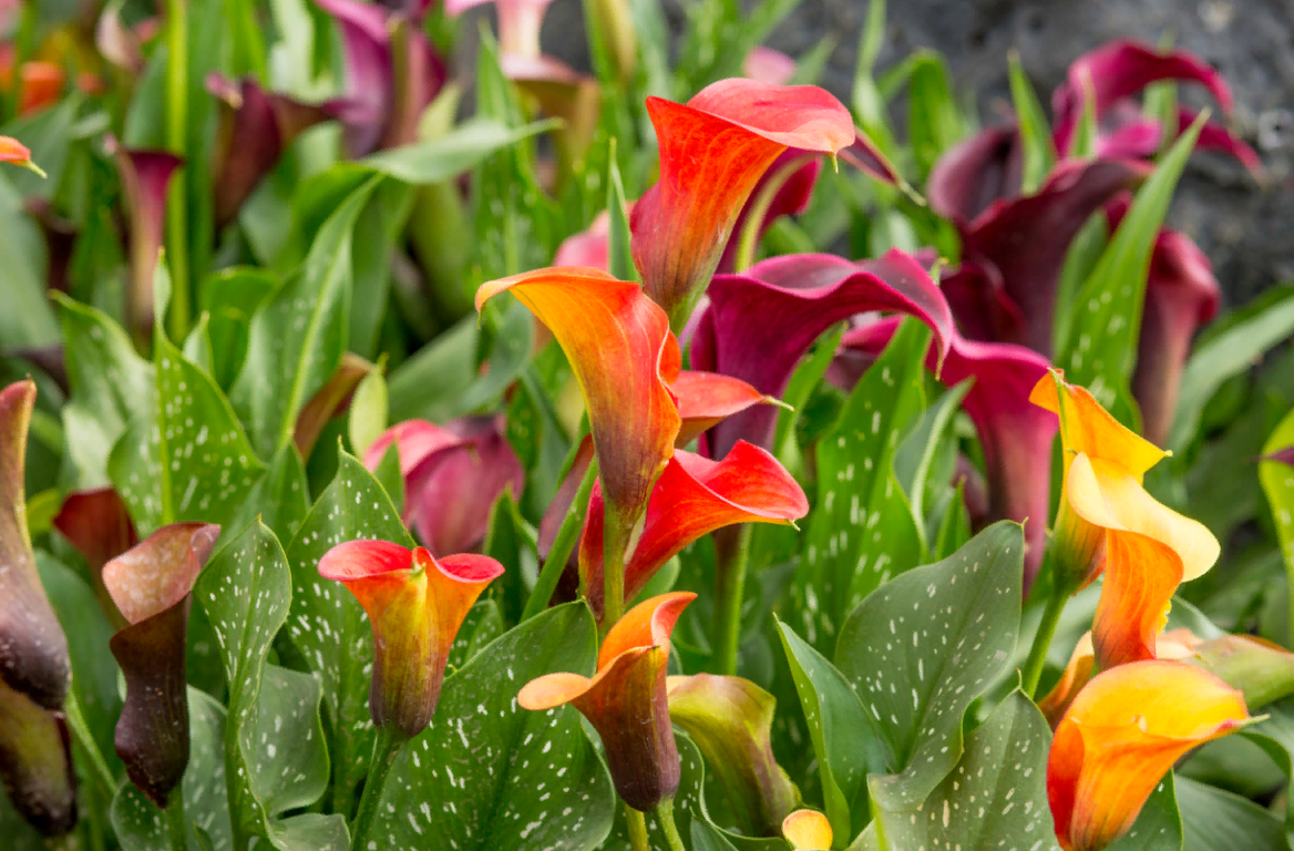 Каллы насыщенного оранжево-красного цвета похожи на языки пламени