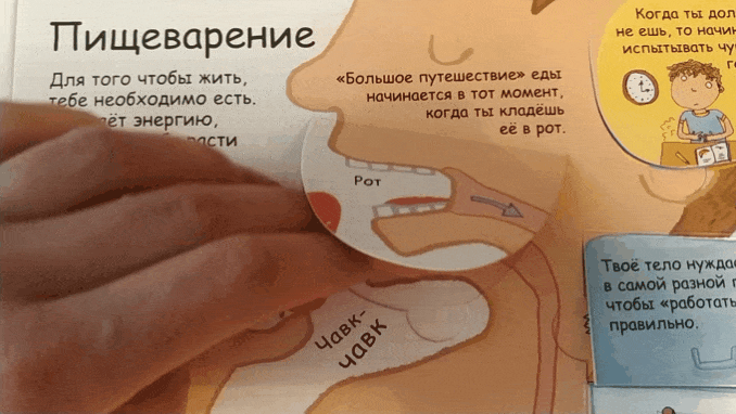 Вот так интересно показан процесс пищеварения
