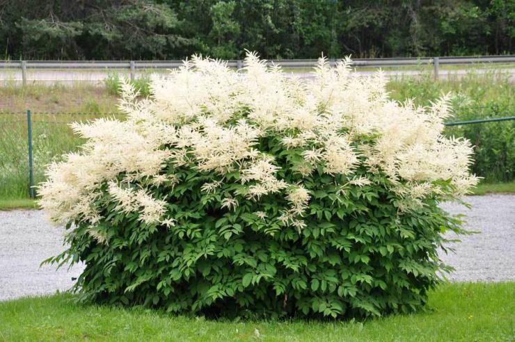 Волжанка арункус обыкновенная. Волжанка двудомная. Волжанка арункус обыкновенная. Волжанка двудомная (aruncus dioicus). Волжанка двудомная.