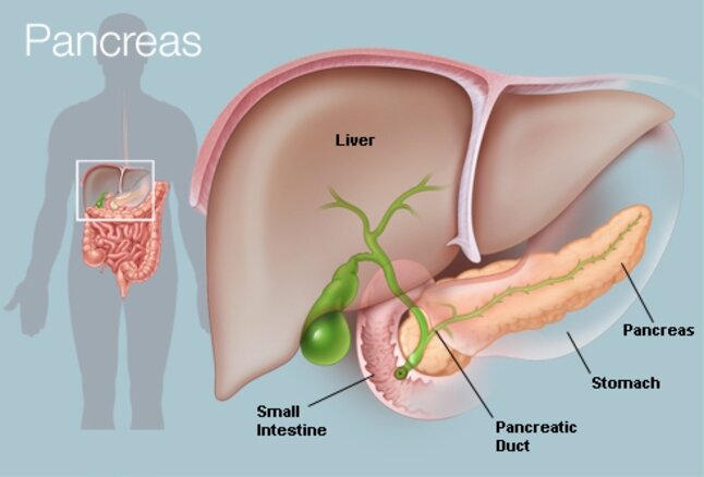 intestine - кишка, liver - печень, duct - проток, канал, stomach - желудок