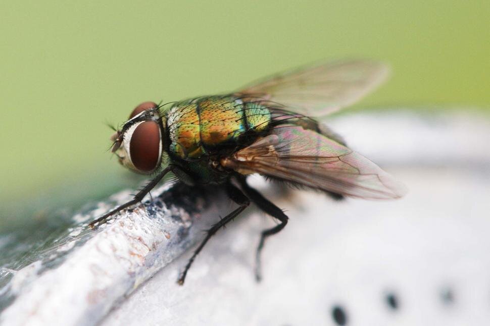 Факт №1. Зелёные мухи примечательны тем, что самка обычно поедает самца после спаривания.