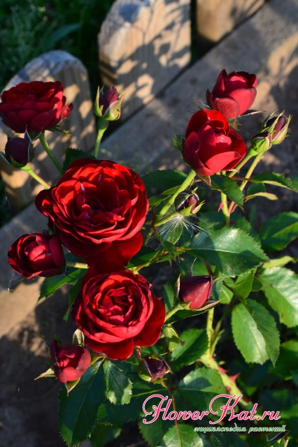 https://flowerkat.ru/katalog-sortov/rozy/roza-floribunda-lavaglut